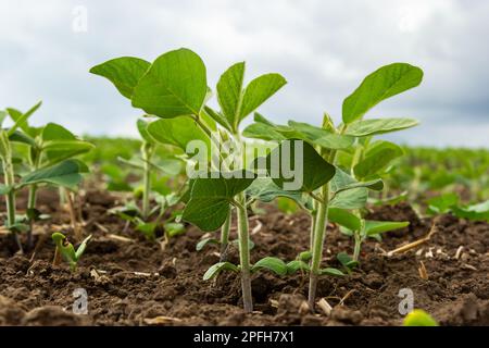 Des plants de soja vert frais sur le terrain au printemps. Rangées de jeunes plants de soja. Banque D'Images