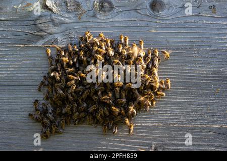 essaim d'abeilles volant autour de ruches. Les abeilles revenant de la collecte de miel volent de retour à la ruche. Abeilles domestiques, apiculture concept. Banque D'Images