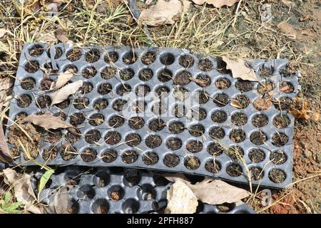 Plateau de semis en plastique utilisé dans le jardin d'intérieur avec fond d'herbe naturelle Banque D'Images