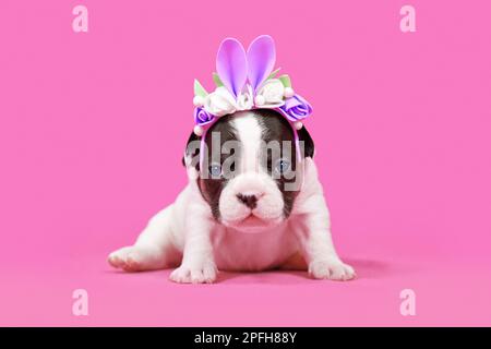 Chien Bulldog français chiot habillé comme lapin de Pâques avec des oreilles de lapin serre-tête avec des fleurs sur fond rose Banque D'Images