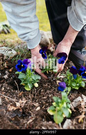 Femme plantant des pansies pourpres dans un jardin. Banque D'Images