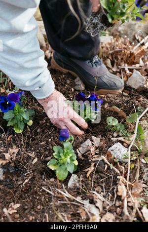 Femme plantant des pansies pourpres dans un jardin. Banque D'Images