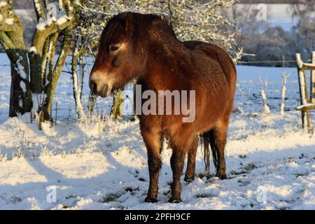 Poney brun Exmoor debout dans un soleil éclatant dans un champ couvert de neige Banque D'Images