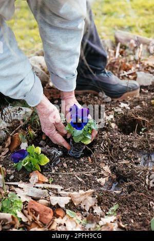 Femme plantant des pansies pourpres dans un jardin. Banque D'Images