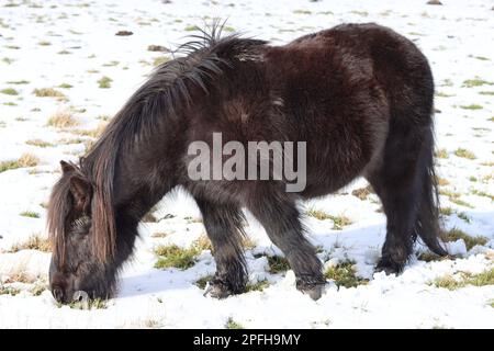 Poney brun foncé des Shetland paissant dans un champ couvert de neige sous un soleil éclatant Banque D'Images