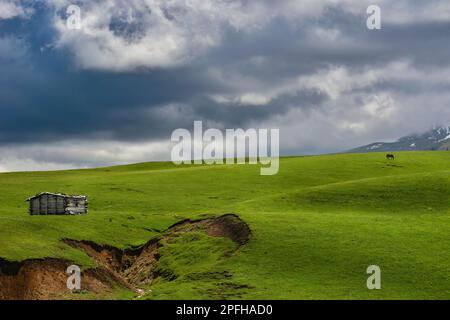 Qiongkushtai à Xinjiang, un petit village kazakh qui possède une vaste prairie et des chevaux et des moutons tranquilles. Banque D'Images