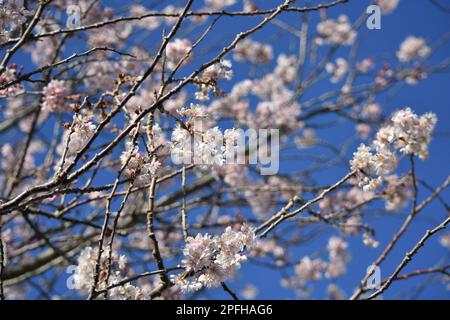 Fleur de cerisier Printemps 2023 Banque D'Images