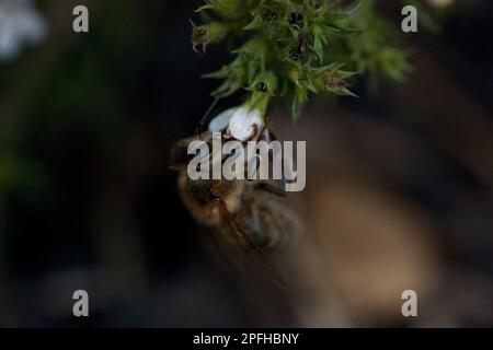 Abeille à la recherche de pollen sur fleur blanche en automne Banque D'Images