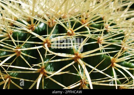 Photo en gros plan des épines d'une plante succulente : cactus Banque D'Images