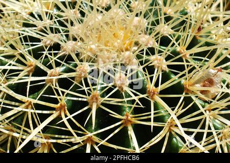 Photo en gros plan des épines d'une plante succulente : cactus Banque D'Images