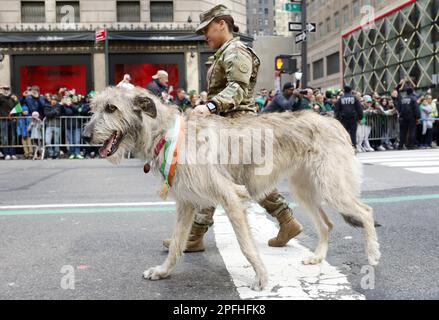 New York, États-Unis. 17th mars 2023. Un Wolf Hound irlandais se déplace avec des marcheurs sur la route de parade à la St. Patrick's Day Parade sur Fifth Avenue à New York le vendredi 17 mars 2023. Photo de John Angelillo/UPI crédit: UPI/Alay Live News Banque D'Images