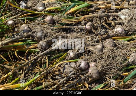 Ail : bouquet d'ail frais sur terre. Des têtes de bulbes d'ail fraîchement creusées. Banque D'Images