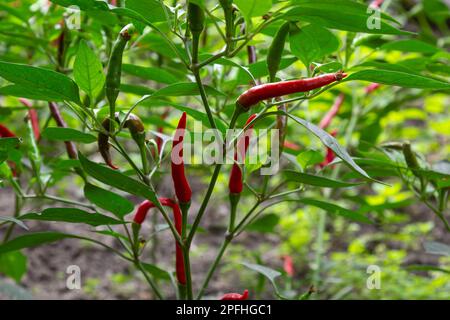 De beaux piments sur les buissons. Piments rouges à la ferme. Poivrons rouges chauds dans le jardin. Banque D'Images