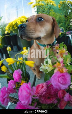 Un portrait d'un petit chiot pitbull doux assis dans une serre entourée de fleurs colorées Banque D'Images
