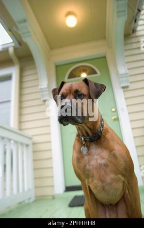 Un portrait d'un chien mixte assis sur le porche avant qui a l'air très en colère Banque D'Images