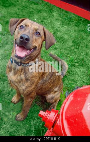 Portrait d'un chien de race mixte souriant et regardant l'appareil photo assis à côté d'une borne d'incendie Banque D'Images