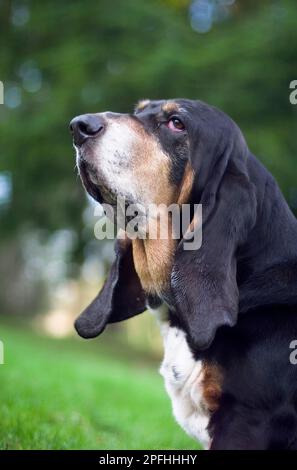 Portrait de la tête et des épaules d'un chien de sang qui prend l'air Banque D'Images