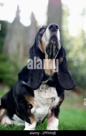 Chien de sang qui enfiltre l'air Banque D'Images