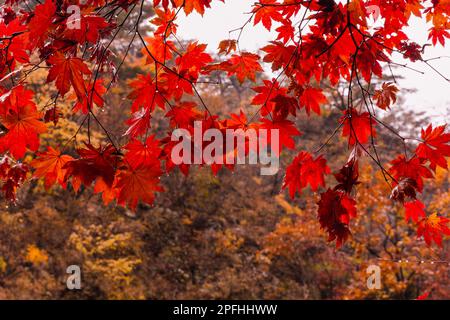 Paysage Aautomnal. Forêt d'érable pluvieux, photo en gros plan des gouttelettes d'eau sur les feuilles d'érable rouge. Parc national de Juwangsan, Corée du Sud. Banque D'Images