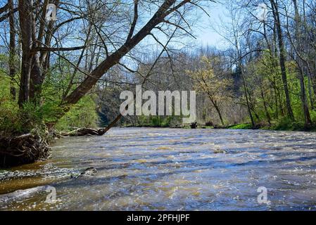 La rivière Chagrin, dans le nord-est de l'Ohio, est en crue juste à court de phase d'inondation après de fortes pluies au début du printemps. Banque D'Images