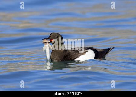 guillemot noir (Cepphus grylle) nageant dans l'océan Arctique avec la poupe eelblenny (Anisarchus medius) proie de poissons dans le bec, Spitsbergen / Svalbard Banque D'Images