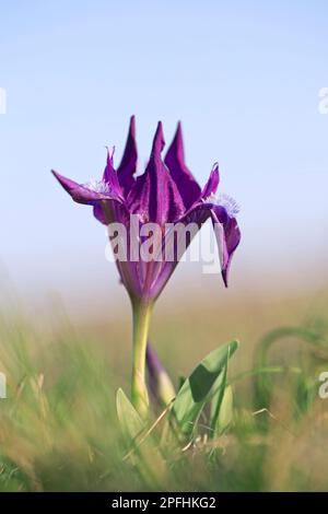 Violet / violet iris pygmée / iris nain (Iris pumila) en fleur dans la prairie au printemps, originaire d'Autriche, du centre à l'est de l'Europe Banque D'Images