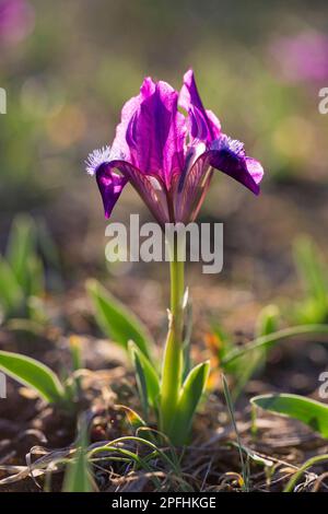 Violet / violet iris pygmée / iris nain (Iris pumila) en fleur dans la prairie au printemps, originaire d'Autriche, du centre à l'est de l'Europe Banque D'Images