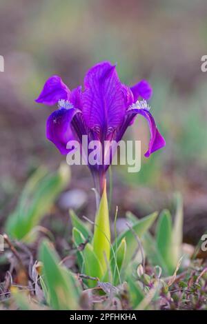 Violet / violet iris pygmée / iris nain (Iris pumila) en fleur dans la prairie au printemps, originaire d'Autriche, du centre à l'est de l'Europe Banque D'Images