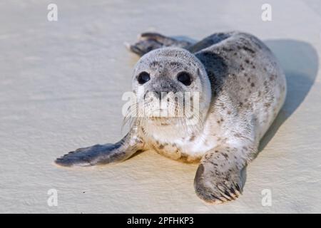 Phoque commun orphelin / phoque commun (Phoca vitulina), pup orphelin à la station de la Sceau Friedrichskoog à Dithmarschen, Schleswig-Holstein, Allemagne Banque D'Images