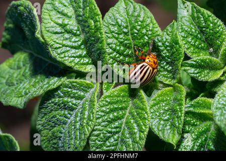 Le coléoptère de la pomme de terre du Colorado mange des feuilles de pomme de terre vertes en gros plan. Leptinotarsa decemlineata. Coléoptère du colorado adulte, invasion de ravageurs, parasite détruire le plan de la pomme de terre Banque D'Images