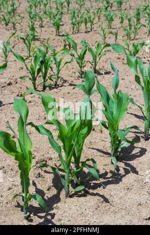 Gros plan des pousses de maïs vertes plantées en rangées nettes contre un ciel bleu. Espace de copie, espace pour le texte. Agriculture. Banque D'Images