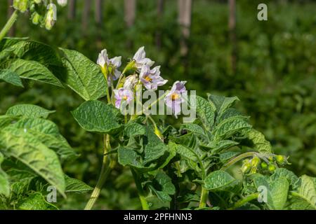 Les fleurs de pomme de terre fleurissent dans le champ, gros plan Banque D'Images