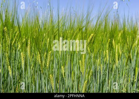 Récolte de blé du début de l'été soufflant dans la brise .cultures traditionnelles de blé vert photo naturelle unique .jeunes plants de blé poussant sur le sol. Banque D'Images