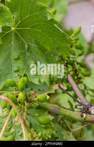 Feuilles de Grapevine avec Erinosis, une maladie de l'acarien Colomerus vitis Banque D'Images