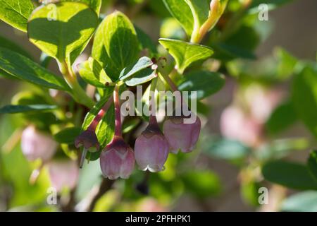 Rauschbeere, Rausch-Beere, Moorbeere, Trunkelbeere, Nebelbeere, Blüten, Blühend, Vaccinium uliginosum, Bang Bilberry, Bang Wortleberry, tourbière, n Banque D'Images