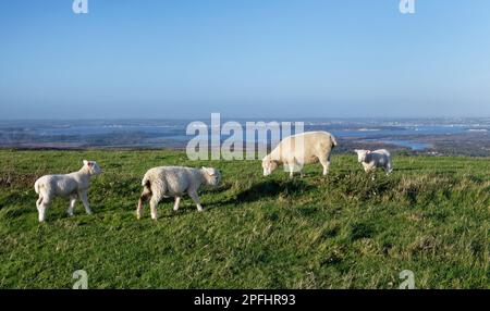 Mouton Dorset (Ovis aries) agneaux et brebis broutant prairie au sommet d'une colline avec Poole Harbour en arrière-plan, Ballard Down, Dorset, Royaume-Uni, novembre. Banque D'Images