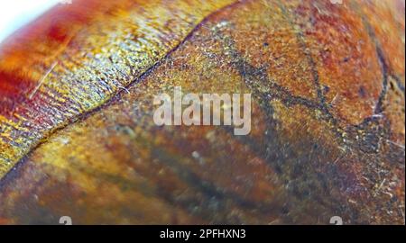 Macro de châtaignes grillées sur fond blanc Banque D'Images