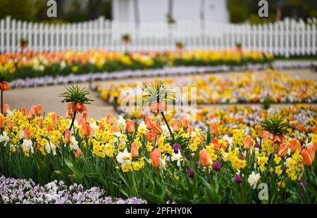 La couronne de Kaiser et les fleurs de tulipe jardin saison de printemps Banque D'Images