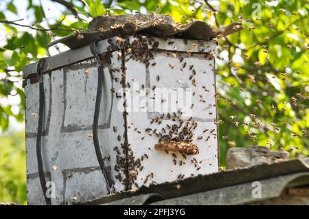 Un essaim d'abeilles vole dans un piège à essaim spécialement installé, qui est situé à une hauteur. Banque D'Images