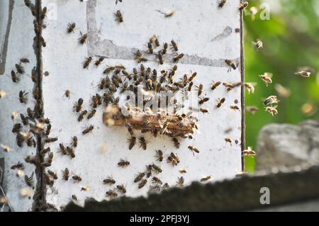 Un essaim d'abeilles vole dans un piège à essaim spécialement installé, qui est situé à une hauteur. Banque D'Images