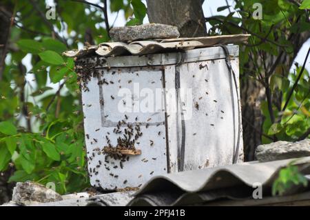 Un essaim d'abeilles vole dans un piège à essaim spécialement installé, qui est situé à une hauteur. Banque D'Images
