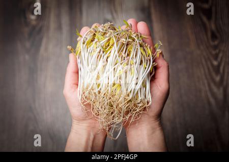 Gerbes de mung germées dans les mains sur fond de bois. Concept alimentaire sain micro-vert et végétalien. Banque D'Images