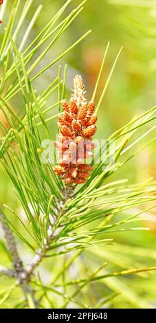 Germe d'un ananas d'un pin de pierre en Catalogne, Espagne, Europe Banque D'Images