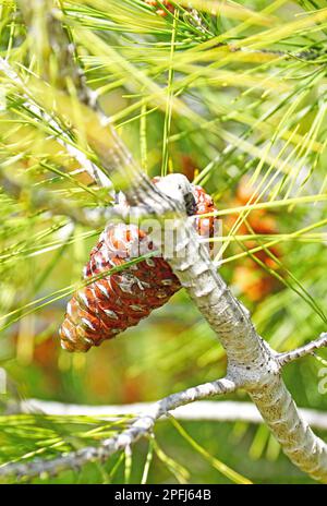 Germe d'un ananas d'un pin de pierre en Catalogne, Espagne, Europe Banque D'Images