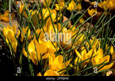 Crocus chrysanthus Fuscotinctus de couleur foncée, pelouse de jardin, Crocus doré, début du printemps, crocus Banque D'Images