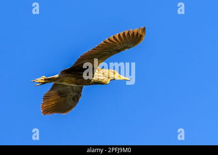 Heron vert juvénile (Butorides virescens) en vol Banque D'Images