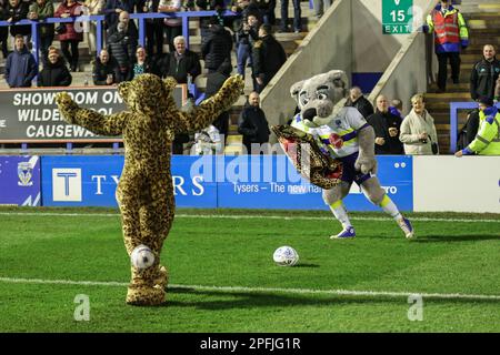 Warrington, Royaume-Uni. 17th mars 2023. La mascotte de Wolfie Warrington court avec la veste Leopards de Derek Beaumont, propriétaire de Leigh, pendant le match de la Super League Round 5 de Betfred Warrington Wolves vs Leigh Leopards au Halliwell Jones Stadium, Warrington, Royaume-Uni, 17th mars 2023 (photo de Mark Cosgrove/News Images) à Warrington, Royaume-Uni, le 3/17/2023. (Photo de Mark Cosgrove/News Images/Sipa USA) crédit: SIPA USA/Alay Live News Banque D'Images