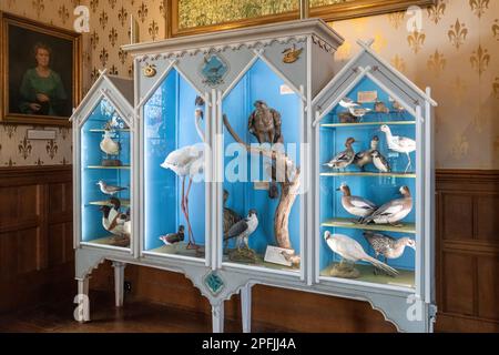 Oiseaux farcis dans un coffret en verre à l'intérieur de Beaulieu Palace House, Hampshire, Angleterre, Royaume-Uni Banque D'Images