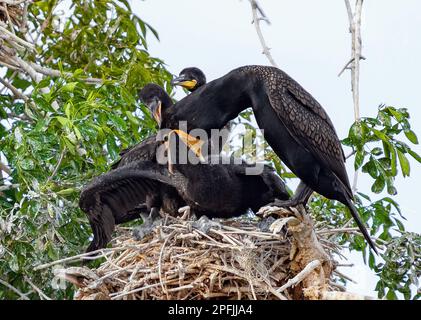 Gros plan sur le comportement alimentaire des Cormorans à Double-Crested à leur site naturel de nidification. Un parent nourrit un poussin tandis qu'un deuxième regarde. Banque D'Images