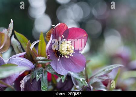 Helleborus x hybridus, variété 'Bleu clair' Banque D'Images